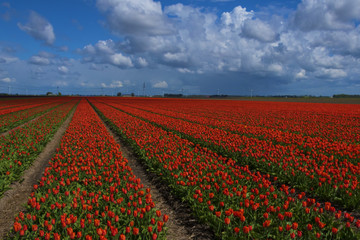 Clouds and tulips