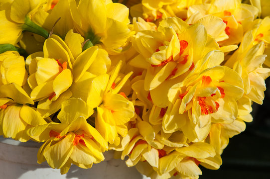 yellow daffodils background