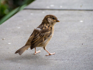 Sparrow, common small brown bird