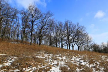 spring day in forest