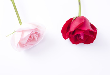 Red & Pink rose flower