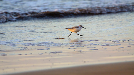 Small bird are running at water on the beach.