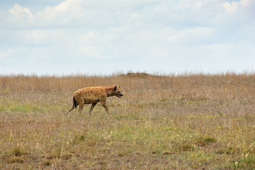 Naklejka na ściany i meble Spotted hyena, Africa