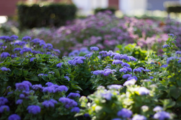 Obraz premium flowerbed in garden