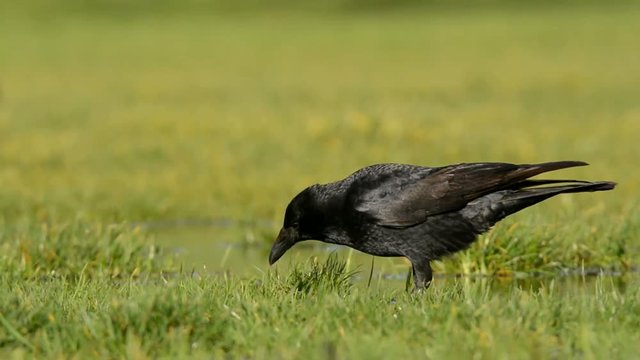 Carrion Crow, Crow, Corvus Corone