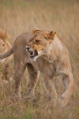 lioness in savannah