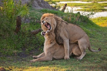 Naklejka premium lions feelings