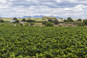 Fototapeta na wymiar Lanscape with vineyards,Penedes wine cava region,at background Montserrat mountain.Vilafranca del Penedes,Catalonia,Spain.