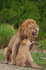 lions feelings