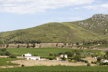 Lanscape with vineyards,Penedes wine cava region,Vilafranca del Penedes,Catalonia,Spain.