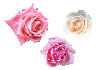 Groups of Roses isolated on white background with clipping path.