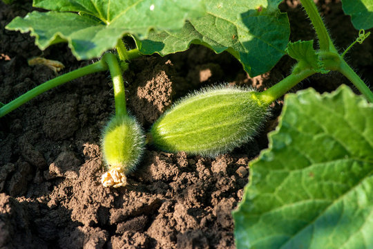 organic melon plant on the field