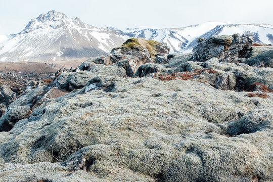 Mossy rocks in Iceland