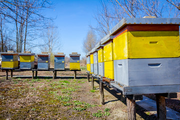 Naklejka premium Row of beehives on wooden pillars lifted up, apiary, Bee farm