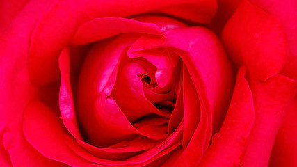 Fototapeta na wymiar Close up of red rose flower for a background.