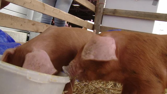 Two little pigs exposed at a food and BBQ festival.