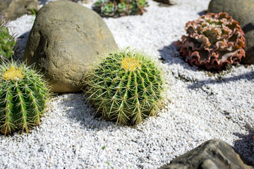 famous golden barrel cactus Echinocactus grusonii Hildm in the rock garden