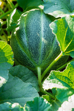 organic melon plant on the field
