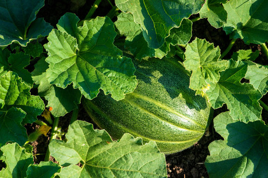 organic melon plant on the field