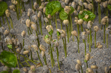 Coffee beans germination. Coffee seedlings
