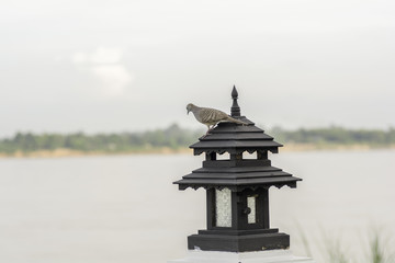 Fototapeta premium Dove standing on a lamp at the river.