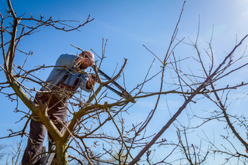 Gardener is cutting branches, pruning fruit trees with pruning shears in the orchard.