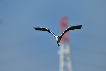 アオサギの飛翔