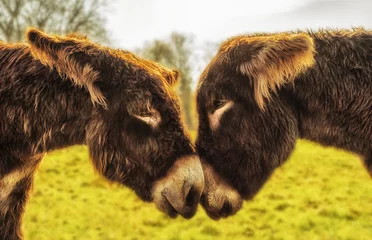 Abwaschbare Fototapete Esel Eselpaar blickt sich in die Augen - A pair of donkeys looks into their eyes