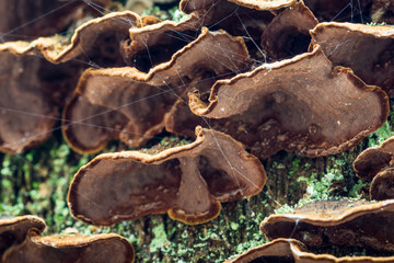 Undersides of polypores on an old decaying tree trunk in the forest. A group of brown fungi.