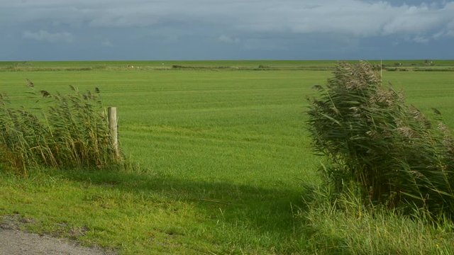 organic dairy farmland below sealevel