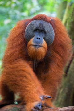 Close up of orangutan male, chief of a monkey family, looking around