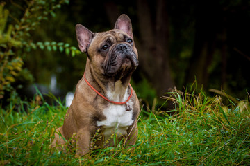 Beautiful French Bulldog Dog