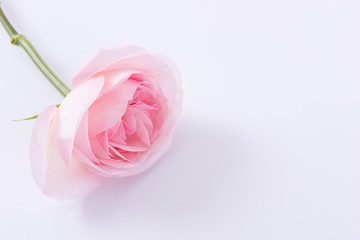 Pink rose flower on white background