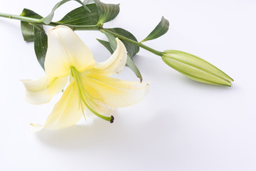 Yellow lily flower on white background