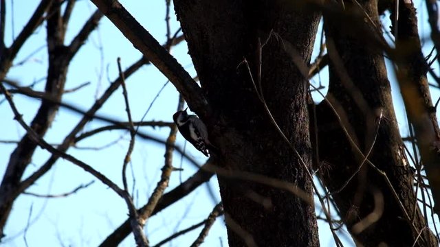 Middle spotted woodpecker in winter looking for larvae in the trunk of a tree (Dendrocoptes medius)