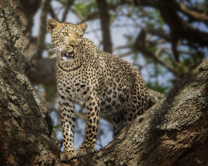 Fototapeta na wymiar Closeup Leopard in tree serengeti national park