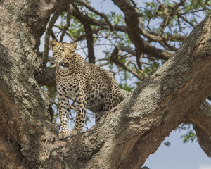 Leopard in Tree Serengeti National Park