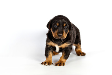 Pretty  puppy  on white background