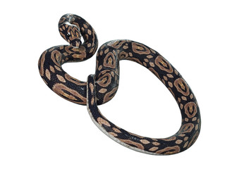 3D Rendering Ball Python on White