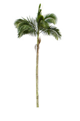 Coconut tree on white background, Isolated.