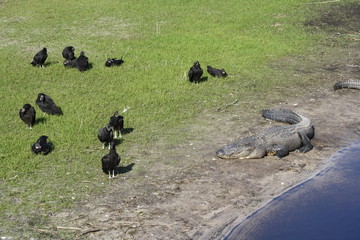 Obraz premium Black vultures wait next to alligator to eat his leftovers. Myakka State Park, Florida.