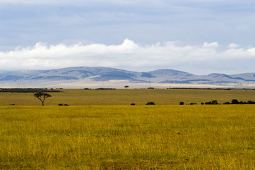 View of the savannah in Maasai Mara Park Kenya