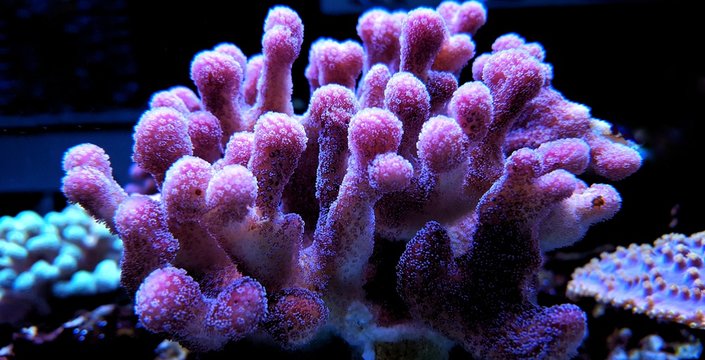 Amazing shape of sps coral in reef aquarium tank