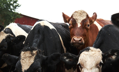 Obraz na płótnie Canvas Brown and White Cow standing near black and white cows