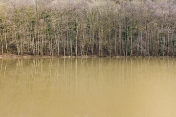 Scraggy forest reflecting in dirty river