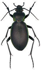 Carabus marginalis is a member of a ground beetle family Carabidae on a white background