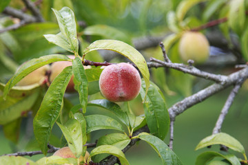 Ripe peaches hanging on the tree