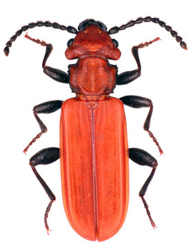 Cucujus cinnaberinus is a species of beetles in the family Cucujidae threatened species in Europe