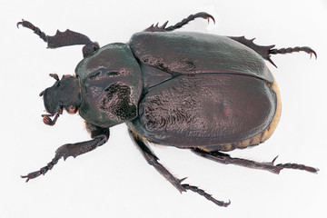 hermit beetle Osmoderma on a white background from side