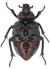 hermit beetle Osmoderma on a white background from the bottom